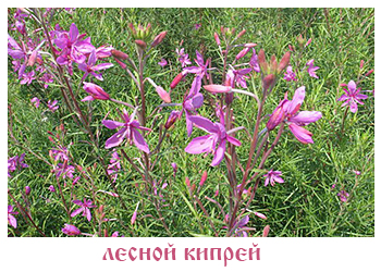 лесной кипрей